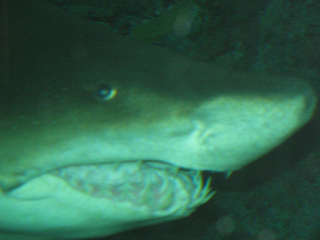 Peanut Butter and Jelly(fish) « Susan's Blog